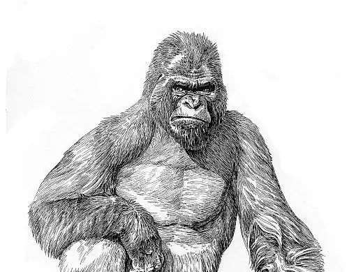 咖啡包装插画-大猩猩