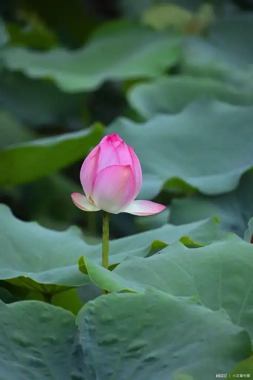 荷花出淤泥而不染,依旧冰清玉洁,不仅高雅美丽,点缀了大自然,还把自己