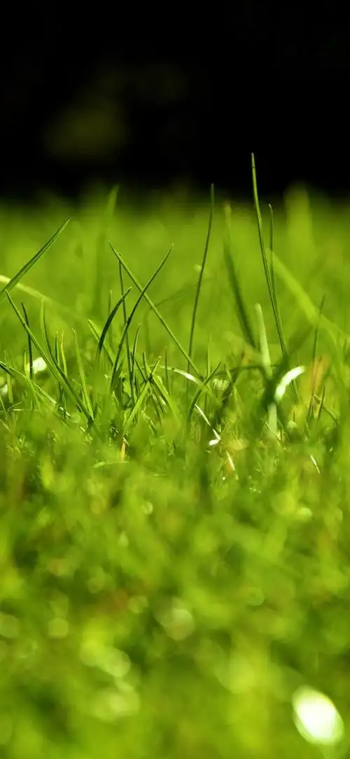 绿草,朦胧,自然 1125x2436 iphone 11 pro/xs/x 壁纸,图片,背景,照片