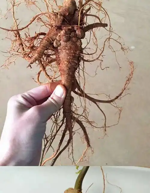 2020年新鲜三七云南文山三七包邮500克