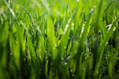 清肠排毒的超级食物大麦苗粉适合什么人喝?怎么喝才有效