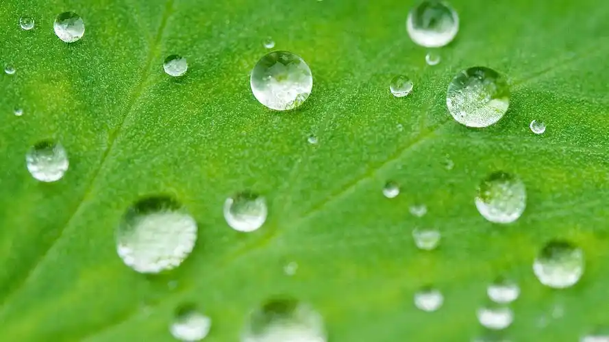 一个荷叶壁纸上滚动的水珠