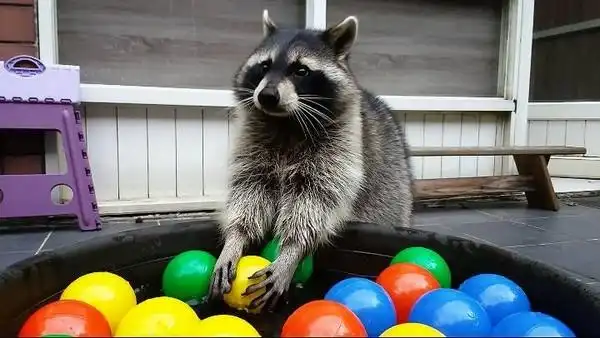 没表现机会!浣熊想帮妈妈摺衣服 崩溃:都洗乾净了