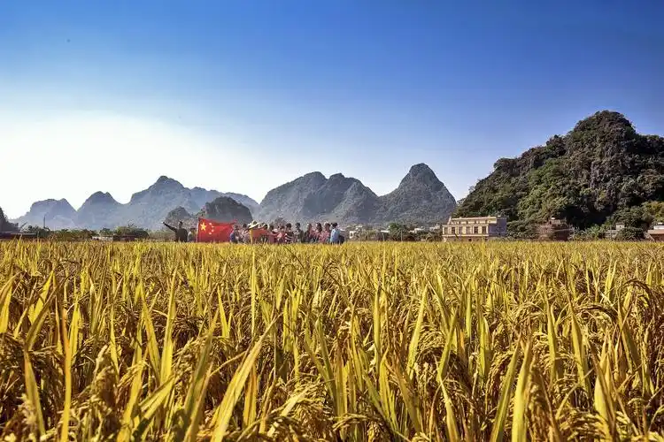阳春·丰收季节_风景_poco摄影,阳春马兰村
