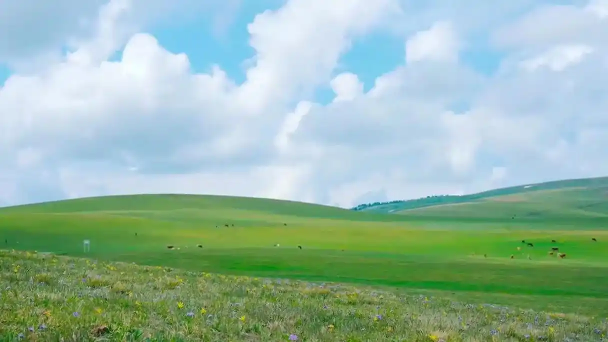 夏天是新疆最美的季节,趁着这美好 - 抖音