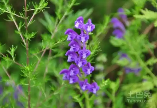 野丹参如何清洗?它的功效介绍