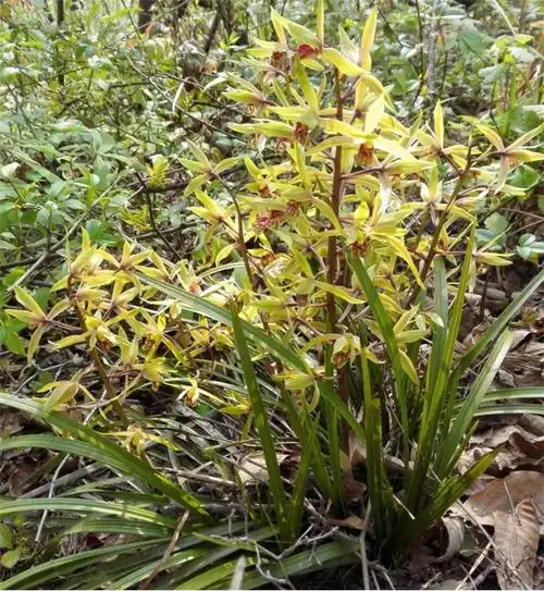【下山兰花春兰蕙兰批发野生下山兰花草春兰蕙兰!