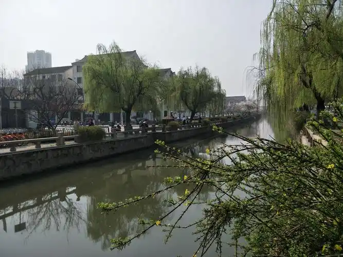 江苏省苏州常熟市护城河樱花绽放景色美