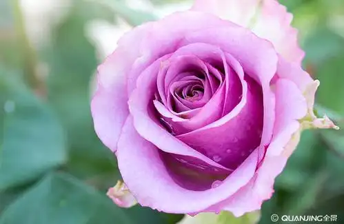 特写_紫色_玫瑰_向上_玫瑰花_图片大全