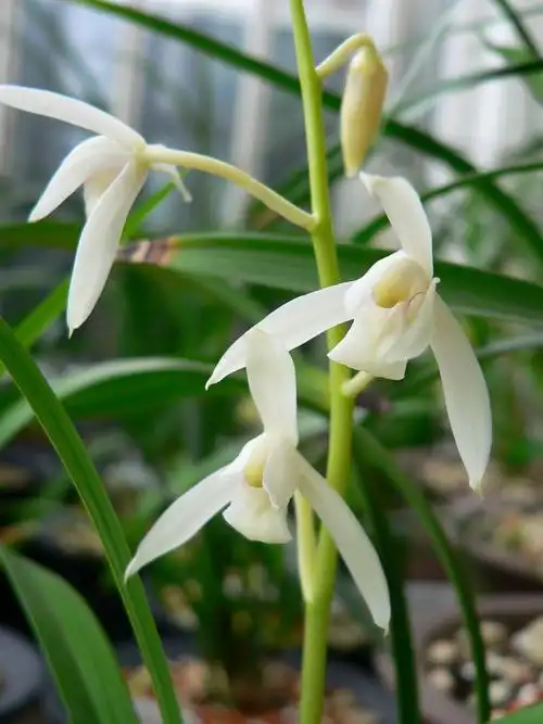 雪白花-建兰篇-中国兰花交易网社区