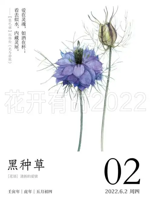 今天的花语黑种草