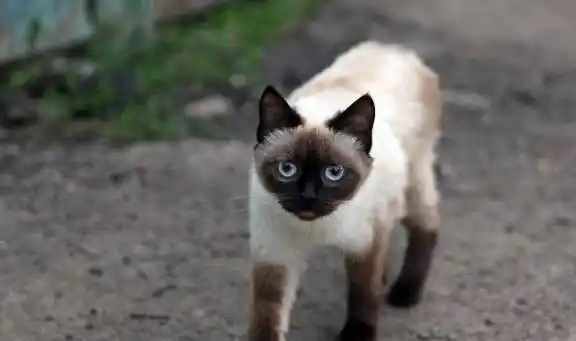 当然,如果您实在记不住"暹罗"这个名字,也可以叫它挖煤猫,或者挖煤的!