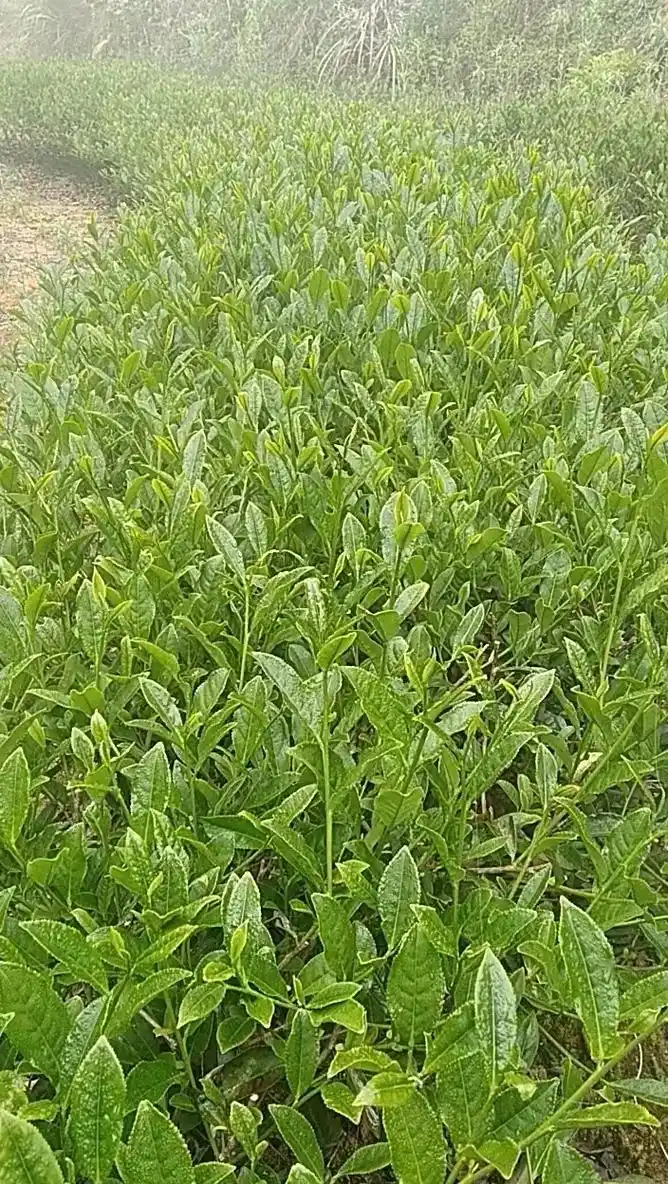 305百瑞香还这么短,应该还要一个星期可以採,#一份耕耘一份 - 抖音