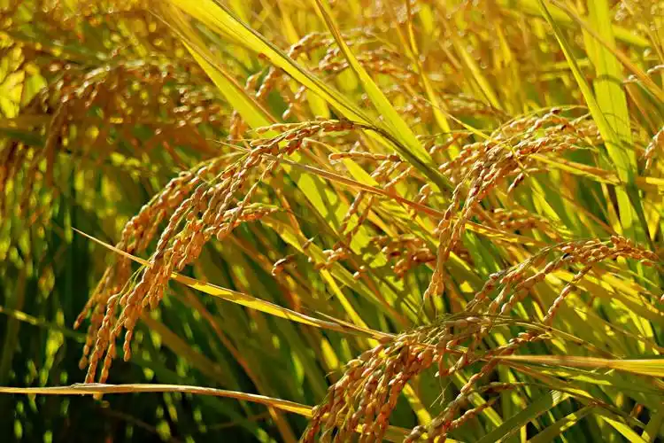 北京中坞稻田风光 - 美篇