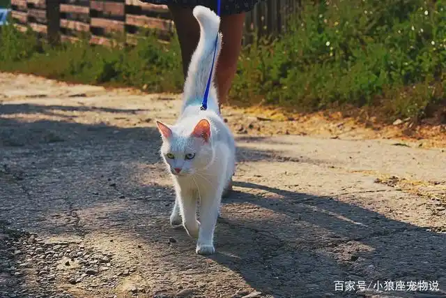猫咪的奇怪走路姿势
