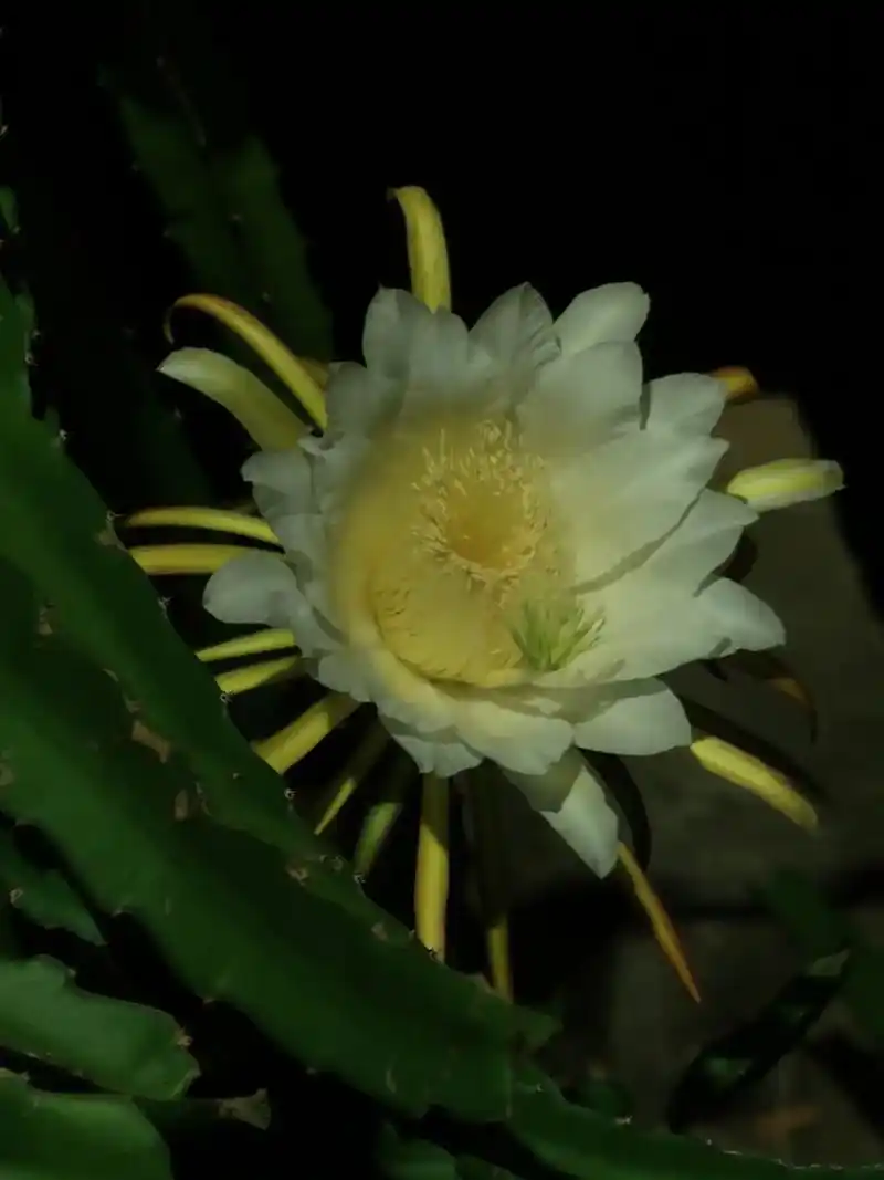 91火龙果花﹣静夜绽放暗香涌.#火龙果花  #快来看花开了  - 抖音