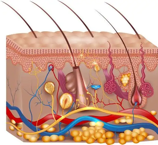 色彩艳丽的人体皮肤矢量解剖结构