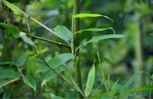 (竹种类)黑水竹