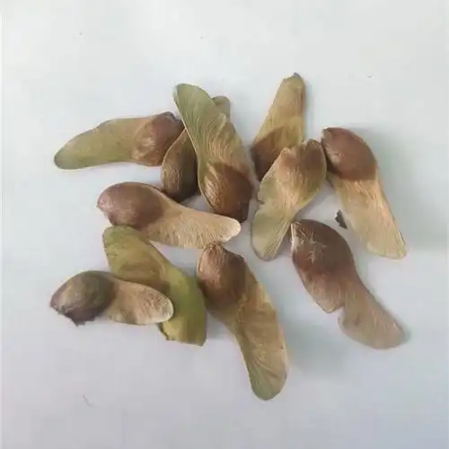 林木种子元宝枫种子野生绿化庭院地栽育苗林木南北方种植元宝枫籽