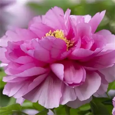 适合做头像的牡丹花朵图片