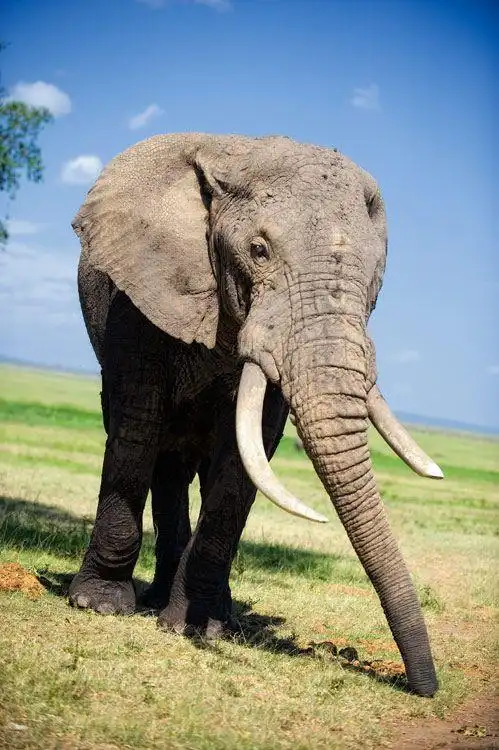 elephant by 00tiger00