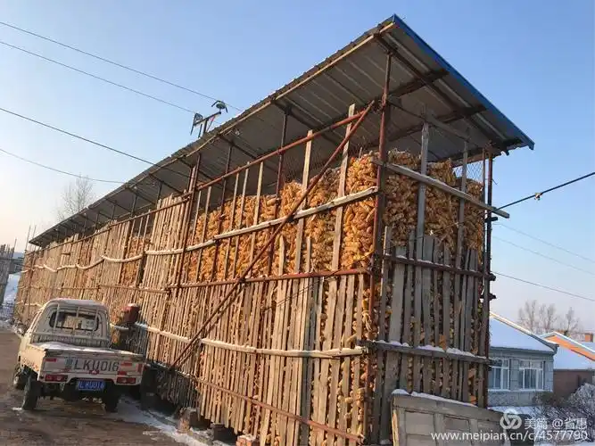 清晨,阳光照在玉米架上,很美.