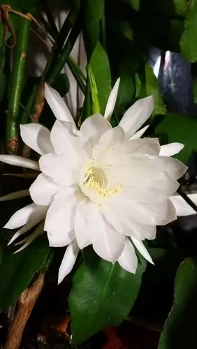 我家昙花今年三度开《2020.08.19》