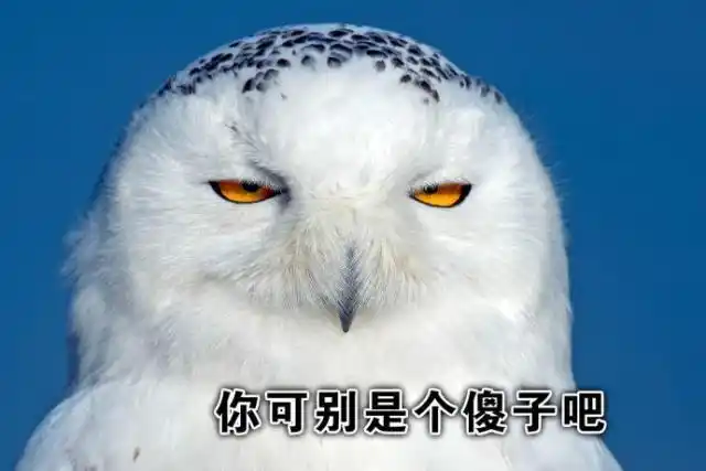 有网友留言说:看小图我还以为雪鸟是真的,这小雪人猫头鹰以假乱真了!