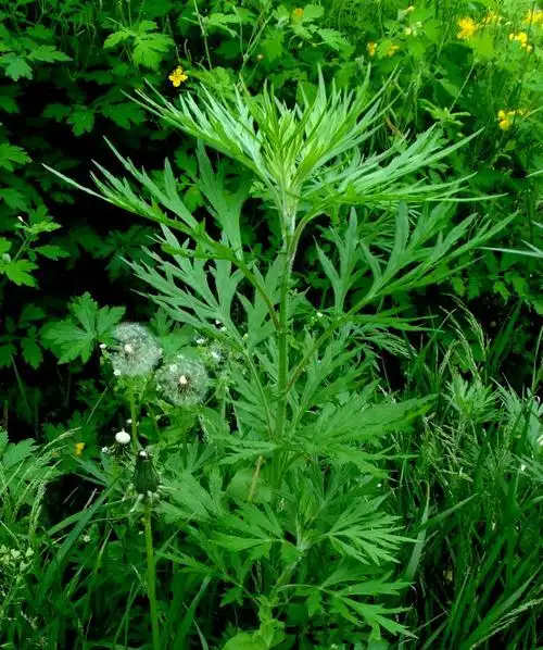 日月峡中草药裂叶蒿