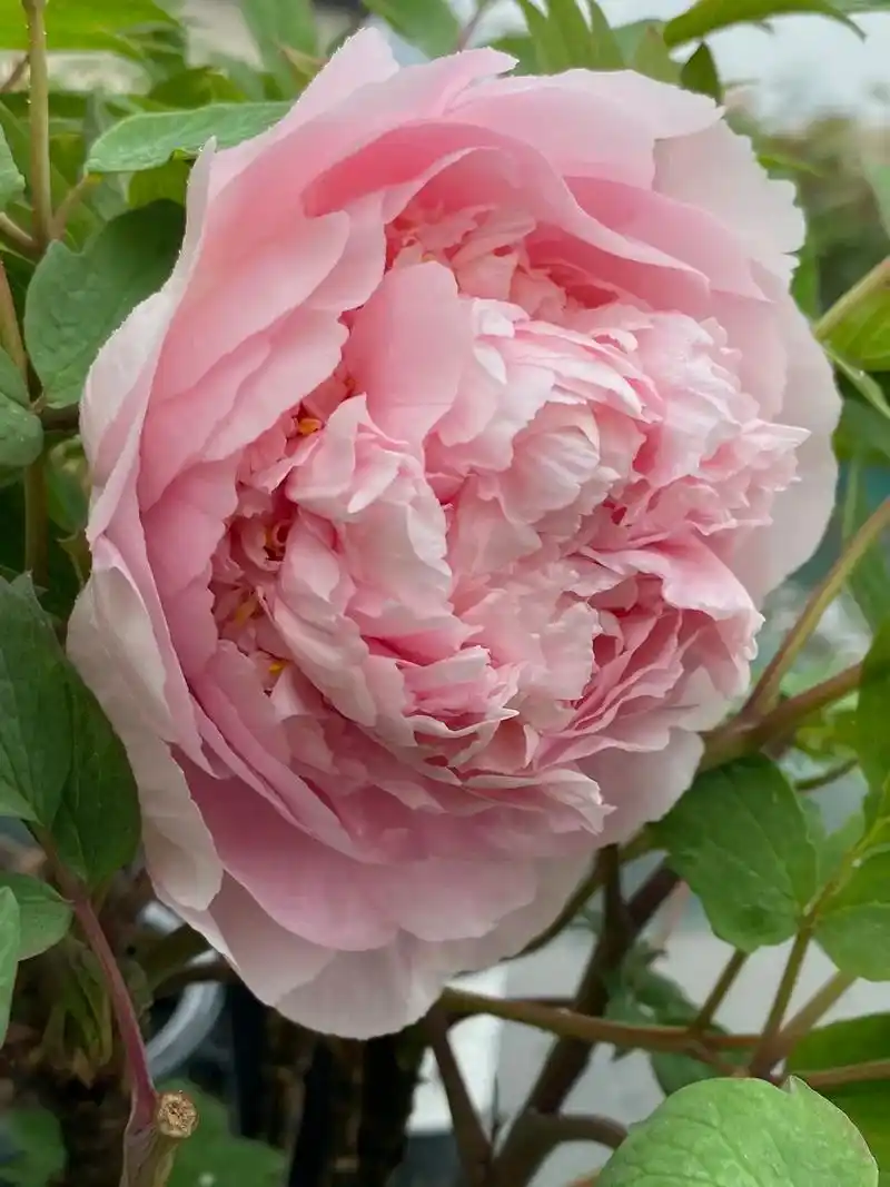 牡丹赵粉 #国色天香牡丹花 #牡丹花 #国花牡丹 - 抖音