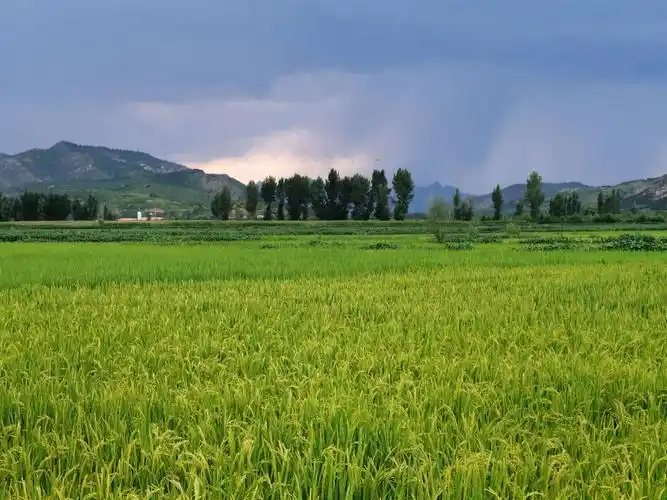 隆化水稻～生长季 - 美篇