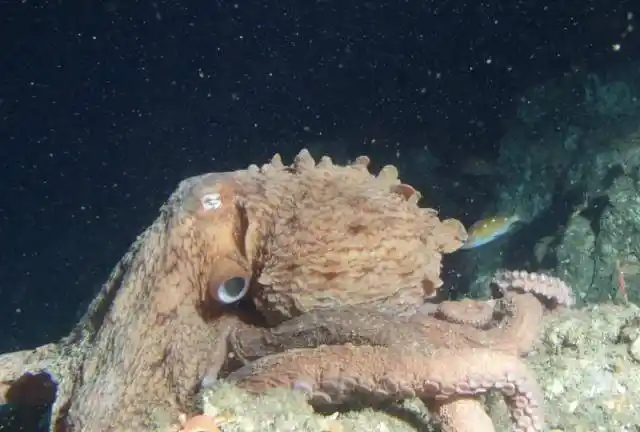 美国海底偶现巨型章鱼,难道传说中的海怪出现了?