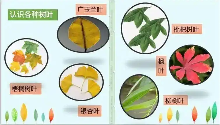 童心课程课程故事你好树叶小六班微主题活动