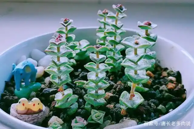 多肉星王子长得似钱串,而且出状态颜色很漂亮,但徒长起来要人命