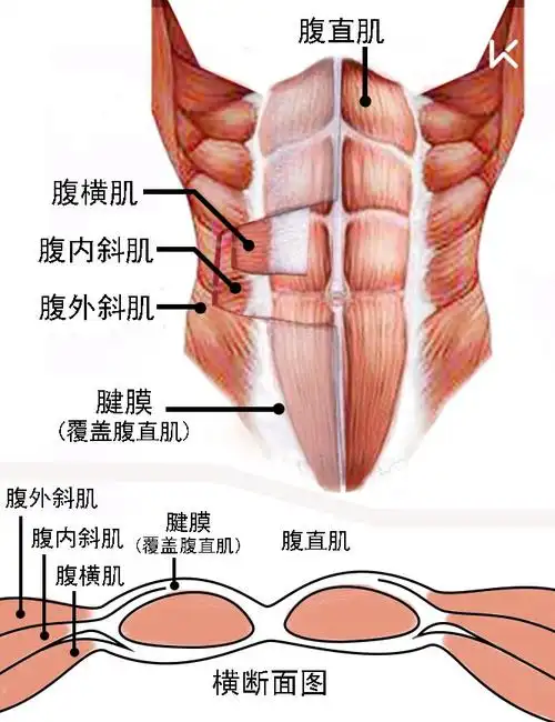 腹肌训练知识大全!