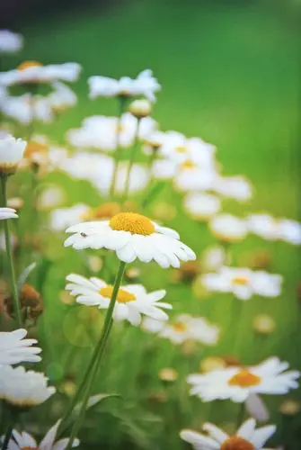 阳光下的德国小雏菊.摄于:纽伦-詹妮小妞