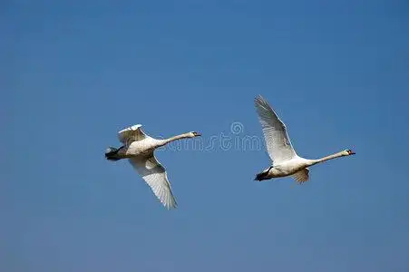 飞翔的天鹅图片