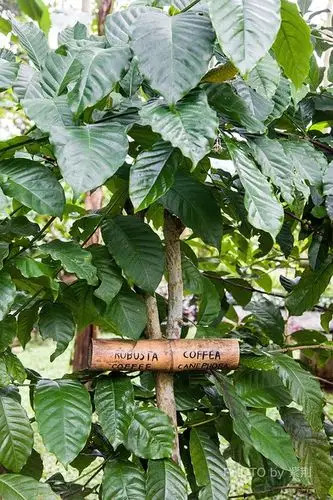 robusta coffee:罗布斯塔咖啡豆