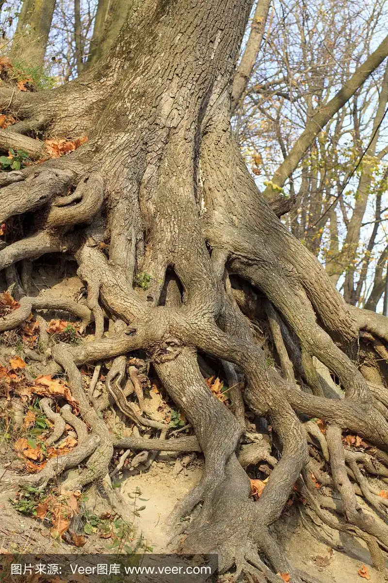 大树根