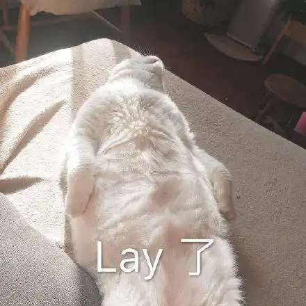 萌宠gif喵星人gif累了gif睡了gif呆萌gif可爱gif