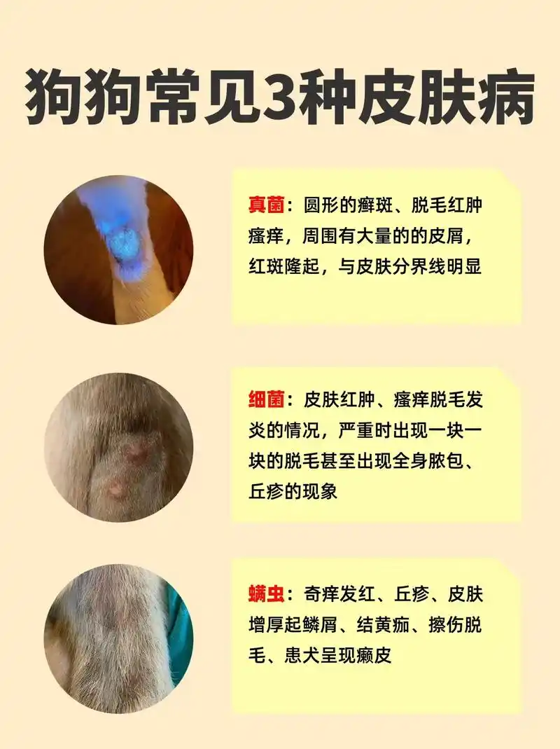狗狗3种常见皮肤病自荐图与常用治疗药物#狗狗皮肤病#狗狗 - 抖音