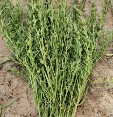 00元/斤 - 一亩田