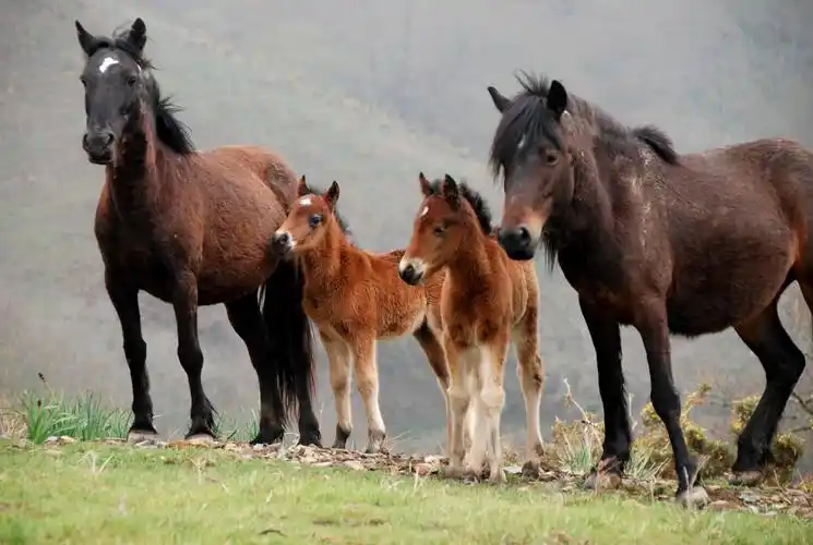 动物精选高清壁纸(第19辑)