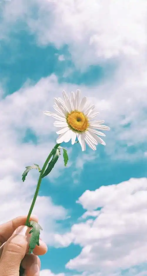 手拿白色花朵的小清新手机壁纸