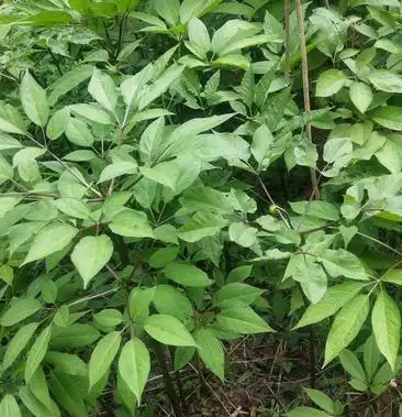 正宗野生竹根三七假一赔十专做野生药材