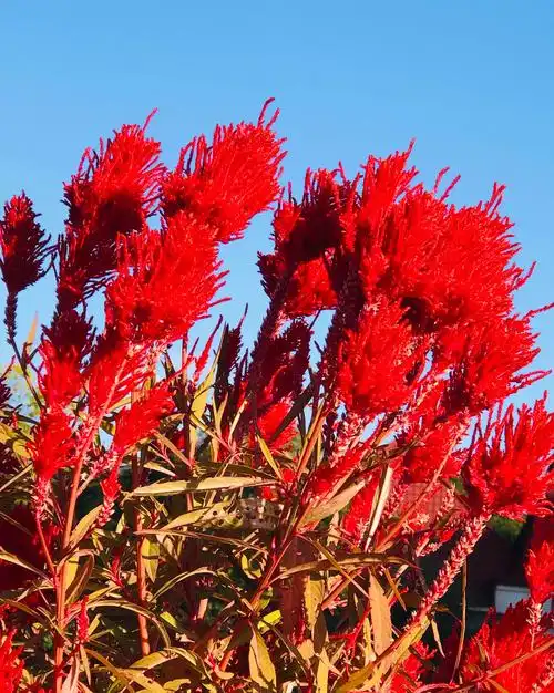 火红的鸡冠花.拍摄手机:苹果8.