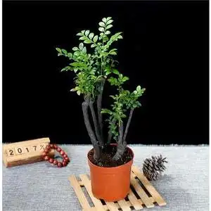 小叶紫檀盆景树苗植贵绿檀老树y桩室内阳台盆栽耐寒四季常青紫名