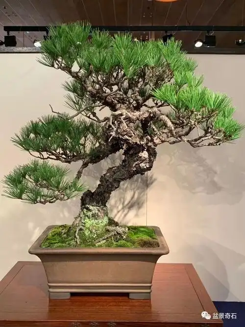 视觉盛宴日本第94届国风盆栽展