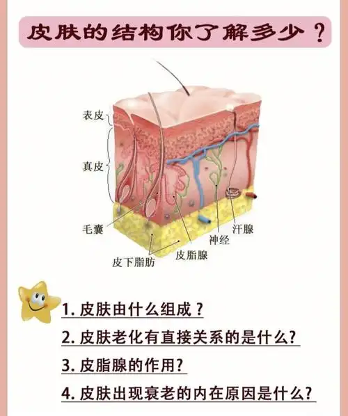 皮肤结构有哪三层?表皮层真皮层皮下组织2表皮层作用是什么?