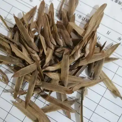 马褂木种子厂家批发,江西九江马褂木种子怎么种,江西九江鹅掌楸种子